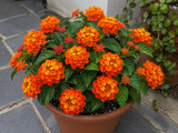 Lantana Lantropics Orange, květináč 12 cm