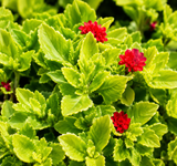 Řecký muškát Golden Cascade, květináč 10 cm