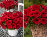 Petúnie Surfinia Deep Red, květináč 10 cm