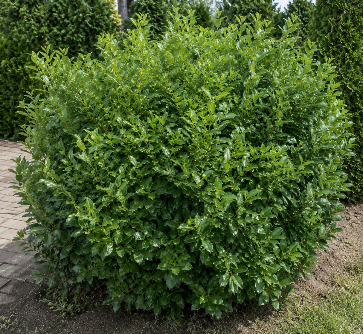 Vavřínovec lékařský Herbergii, výška 15–30 cm, květináč 9,5 cm