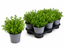 Dobromysl, oregano