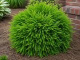 Kryptomerie japonská Globosa Nana, výška 60–70 cm, květináč 45 l