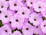 Petúnie Supertunia Vista Cool Jazz, květináč 10 cm