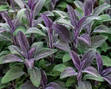 Šalvěj lékařská Purpurascens, květináč 9 cm