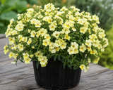 Nemézie Sunsatia Little Vanilla, květináč 10 cm