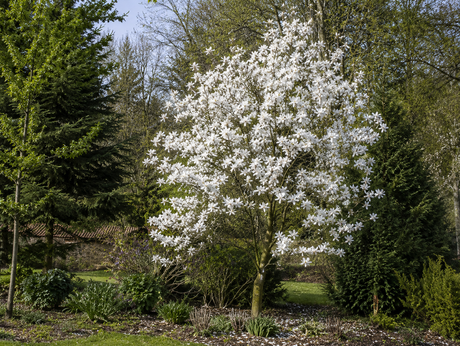 Magnolie hvězdokvětá Stellata na kmínku 50–60 cm, výška 110–130 cm, květináč 10 l