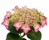 Hortenzie velkolistá Hy-pe Lacecap Pink, výška 30–40 cm, květináč 23 cm