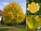 Liliovník tulipánokvětý Fastigiata, výška 90–120 cm, květináč 5 l