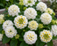 Lantana