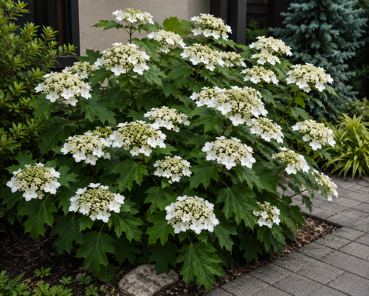 Hortenzie velkolistá Hy-pe Lacecap White, výška 30–40 cm, květináč 23 cm