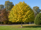 Liliovník tulipánokvětý Fastigiata, výška 90–120 cm, květináč 5 l