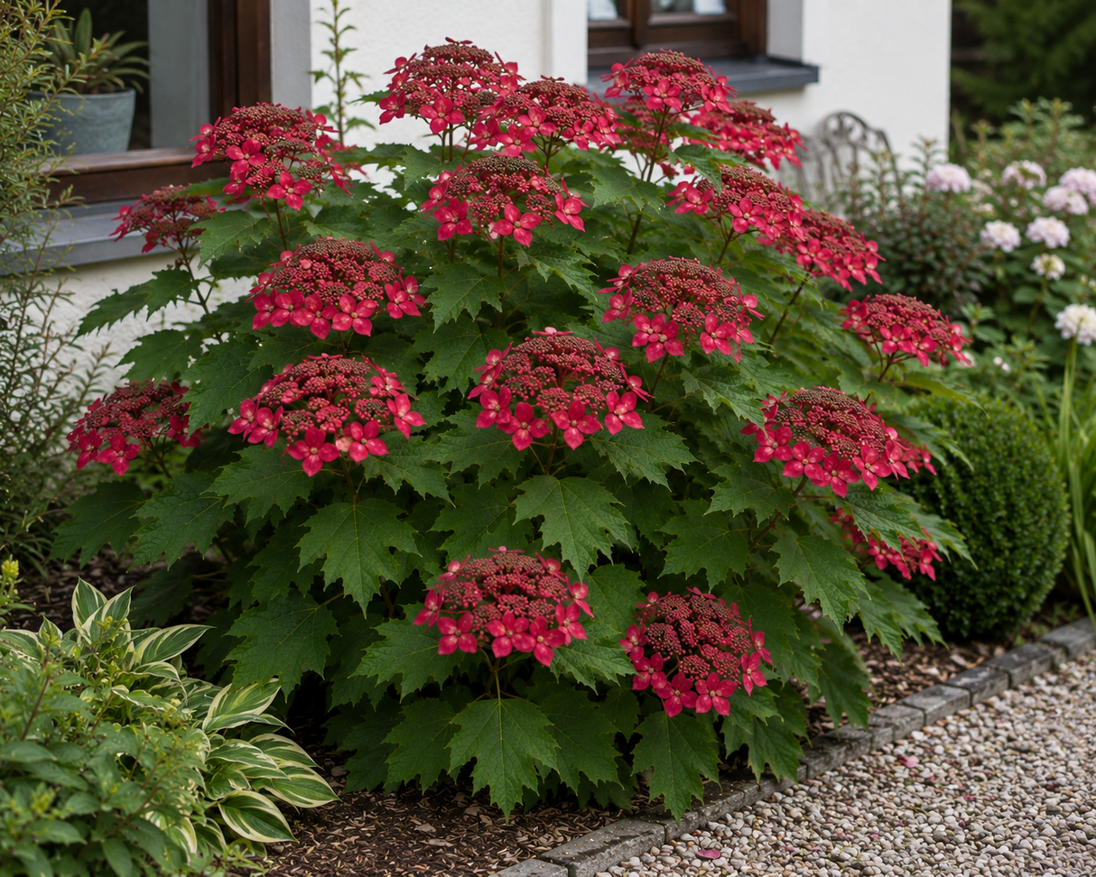 Hortenzie velkolistá Hy-pe Lacecap Red, výška 30–40 cm, květináč 23 cm