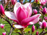 Magnolie March Till Frost na vysokém kmínku 210–220 cm, výška 240–260 cm, květináč 18 l