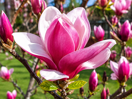 Magnolie March Till Frost na vysokém kmínku 210–220 cm, výška 240–260 cm, květináč 18 l