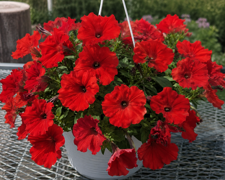 Petúnie Surfinia Deep Red, květináč 10 cm