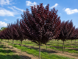 Okrasná třešeň Royal Burgundy na kmínku 100–110 cm, výška 120–140 cm, květináč 3 l
