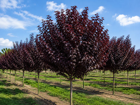 Okrasná třešeň Royal Burgundy na kmínku 100–110 cm, výška 120–140 cm, květináč 3 l