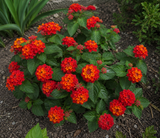 Lantana Lantropics Red, květináč 12 cm