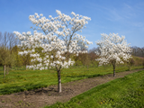Magnolie hvězdokvětá Stellata na kmínku 50–60 cm, výška 110–130 cm, květináč 10 l