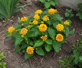 Lantana Lantropics Yellow, květináč 12 cm