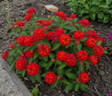 Lantana Lantropics Red, květináč 12 cm