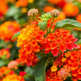 Lantana Lantropics Orange, květináč 12 cm