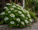 Hortenzie velkolistá Hy-pe Lacecap White, výška 30–40 cm, květináč 23 cm