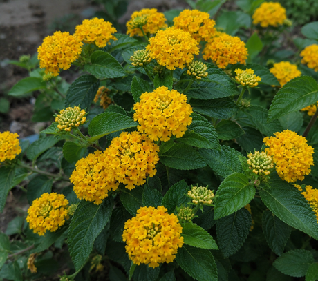 Lantana Lantropics Yellow, květináč 12 cm