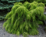Cedr himálajský Lime Glow, výška 20–30 cm, květináč 5 l