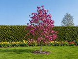 Magnolie Susan na kmínku 50–60 cm, výška 110–130 cm, květináč 10 l