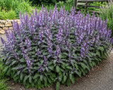 Šalvěj lékařská Purpurascens, květináč 9 cm