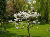 Magnolie hvězdokvětá Stellata na kmínku 50–60 cm, výška 110–130 cm, květináč 10 l