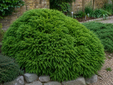 Kryptomerie japonská Globosa Nana, výška 50–60 cm, květináč 45 l