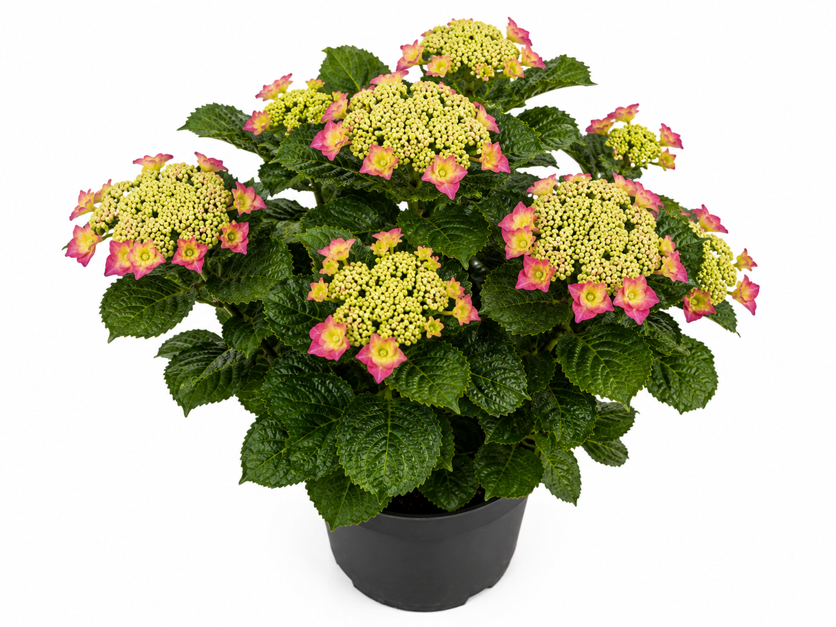 Hortenzie velkolistá Hy-pe Lacecap Pink, výška 30–40 cm, květináč 23 cm