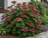 Hortenzie velkolistá Hy-pe Lacecap Red, výška 30–40 cm, květináč 23 cm
