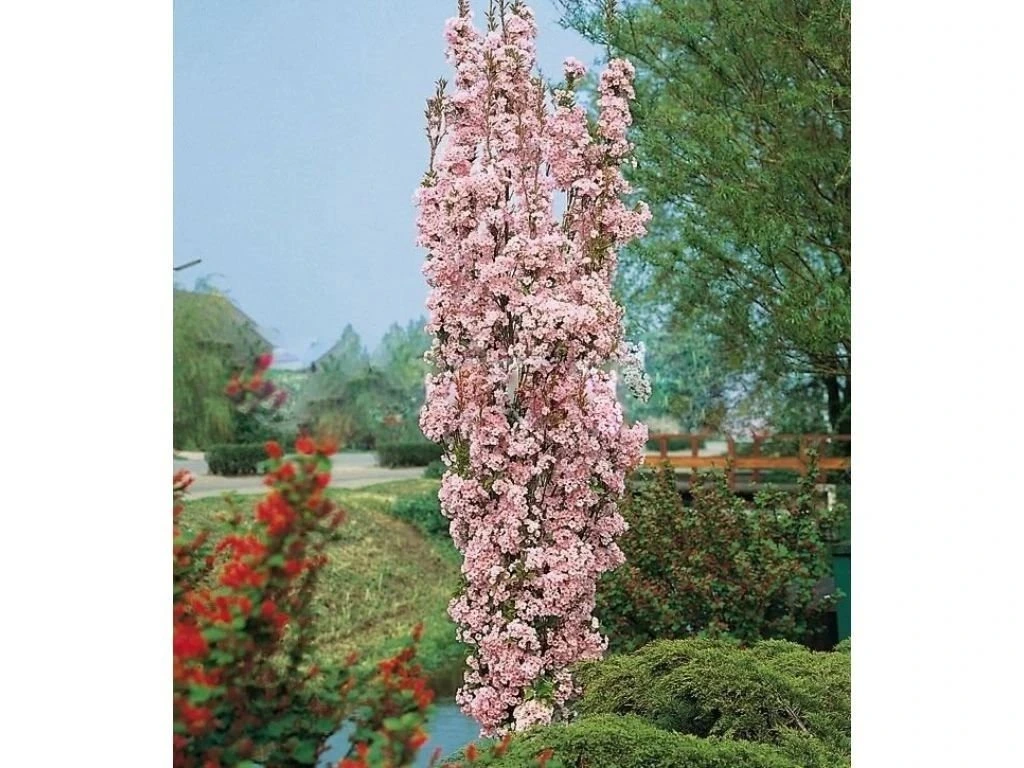Okrasná třešeň Amanogawa, výška 50–80 cm, květináč 23 cm