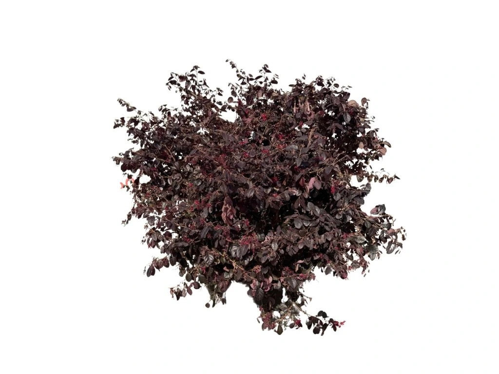 Loropetalum čínské Rubra, výška 60–70 cm, květináč 40 l
