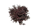 Loropetalum čínské Rubra, výška 60–70 cm, květináč 40 l