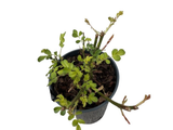 Růže půdopokryvná The Fairy, květináč 2 l
