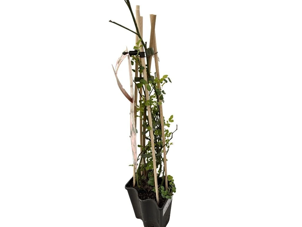 Růže popínavá Lolypop Queen, výška 50–60 cm, květináč 1,5 l