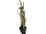 Růže popínavá Lolypop Queen, výška 50–60 cm, květináč 1,5 l