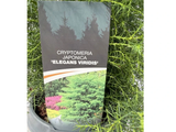 Kryptomerie japonská Elegans Viridis, výška 40–50 cm, květináč 23 cm