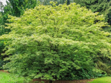 Javor dlanitolistý Going Green, výška 20–40 cm, květináč 10 cm