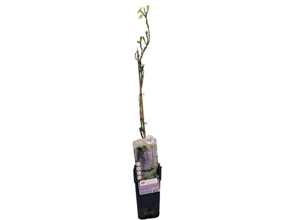 Vistárie květnatá Naga Noda, výška 50–70 cm, květináč 15 cm