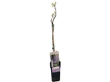 Vistárie květnatá Naga Noda, výška 50–70 cm, květináč 15 cm