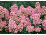 Hortenzie latnatá Pink Diamond, výška 30–40 cm, květináč 17 cm