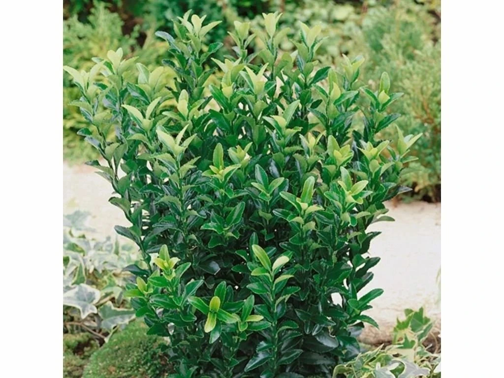 Brslen japonský Green Spire, výška 10–20 cm, květináč 9 cm