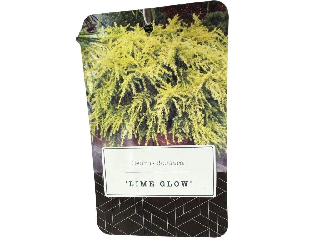 Cedr himálajský Lime Glow, výška 20–30 cm, květináč 5 l