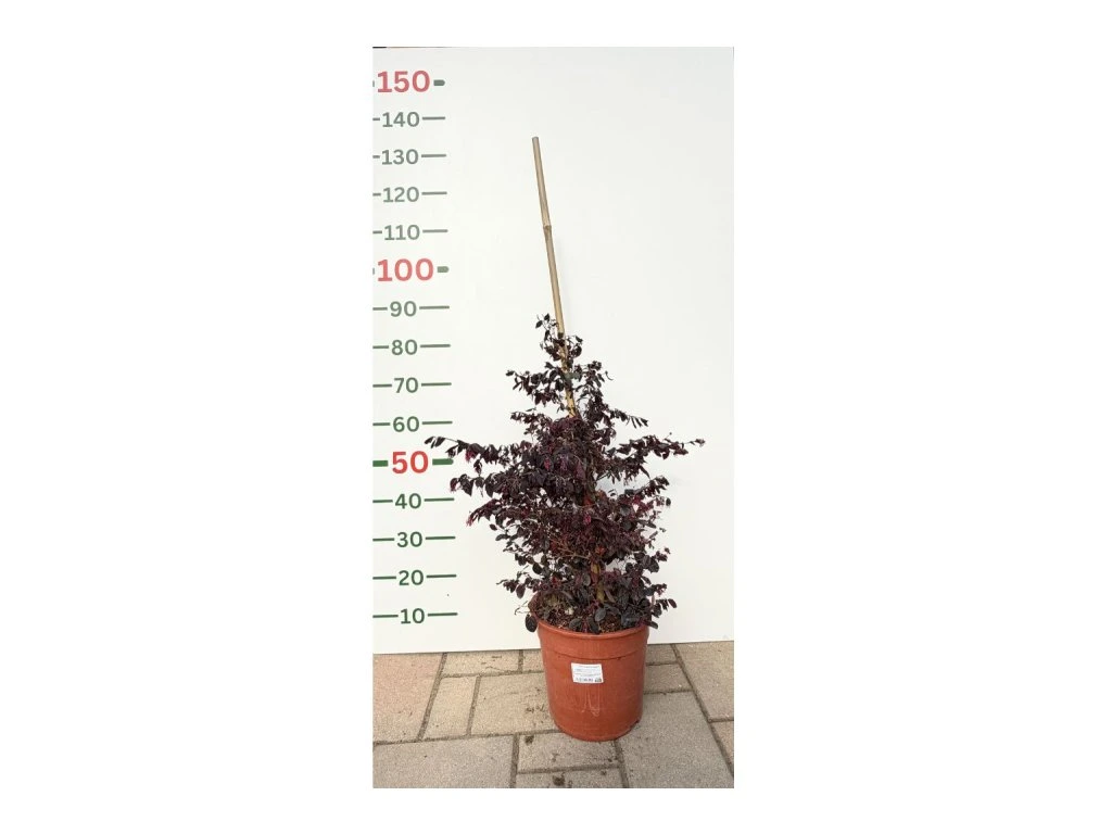 Loropetalum čínské Fire Dance, výška 60–80 cm, tvarovaný jehlan, květináč 10 l
