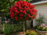 Myrta krepová Enduring Summer Red na kmínku 80–90 cm, výška 120–140 cm, květináč 15 l